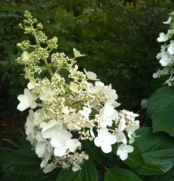 Гортензия метельчатая Юник (Hydrangea paniculata Unique)