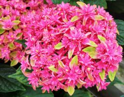 Гортензия крупнолистная Ю энд ми Принцесса Диана (Hydrangea macrophylla You and Me Princess Diane)