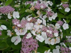 Гортензия крупнолистная Либелле (Hydrangea macrophylla Libelle)