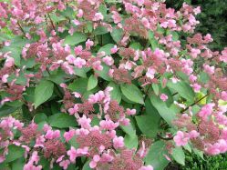 Гортензия метельчатая Дарума (Hydrangea paniculata Dharuma)