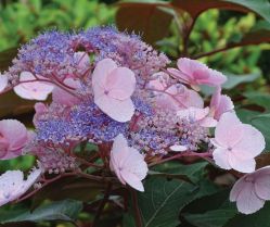 Гортензия шершавая Саржента (Hydrangea aspera sargentiana)
