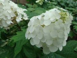 Гортензия дуболистная Сноу Куин (Hydrangea quercifolia Snow Queen)