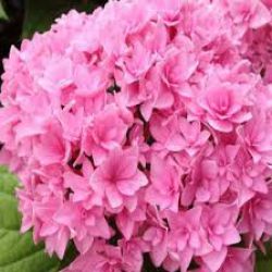 Гортензия крупнолистовая Ю энд Ми Перфекшн (Hydrangea macrophylla You & Me Perfection)