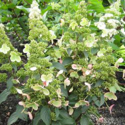 Гортензия метельчатая Мэджикал Гималаи (Hydrangea paniculata Magical Hymalaya)