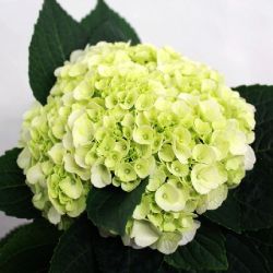 Гортензия крупнолистная Напо Мэджикал Перл (Hydrangea macrophylla Napo Magical Pearl)