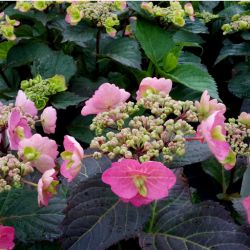 Гортензия пильчатая Коттон Кэнди (Hydrangea serrata Cotton Candy)