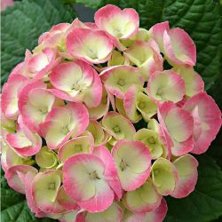 Гортензия крупнолистная Рембрандт Дольче Шик (Hydrangea macrophylla Rembrandt Dolce Chic)