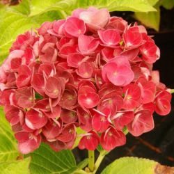 Гортензия крупнолистная Рембрандт Россо Глори (Hydrangea macrophylla Rembrandt Rosso Glory)