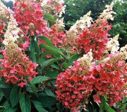 Гортензия метельчатая Пинки Винки (Hydrangea paniculata Pinky Winky)