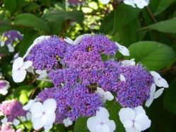 Гортензия шершавая Макрофилла (Hydrangea aspera Macrofilla)