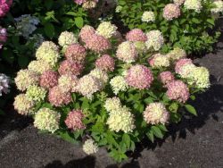 Гортензия метельчатая Литл Лайм (Hydrangea paniculata Little Lime)