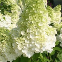 Гортензия метельчатая Полярный Медведь (Hydrangea paniculata Polar Bear)