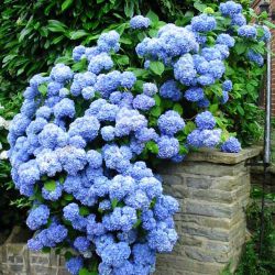 Гортензия крупнолистная Никко Блю (Hydrangea macrophylla Nikko Blue)