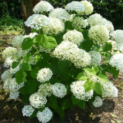 Гортензия древовидная Аннабель (Hydrangea arborescens Annabel)