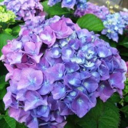 Гортензия крупнолистная Йола (Hydrangea macrophylla Yola)