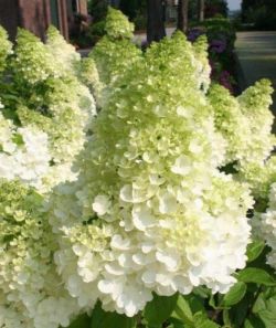 Гортензия метельчатая Мэджикал Мунлайт (Hydrangea paniculata Magical Moonlight)