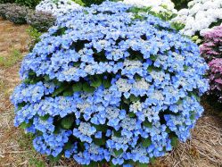 Гортензия крупнолистная Синяя птица (Hydrangea macrophylla Blue Bird)