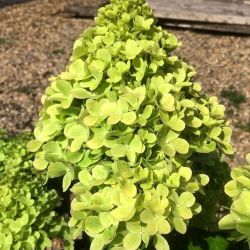 Гортензия метельчатая Мохито (Hydrangea paniculata Mojito)