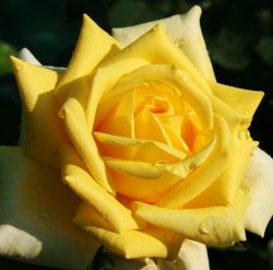 Роза Беролина (Berolina)