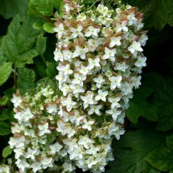 Гортензия дуболистная Снежные хлопья (Hydrangea quercifolia)