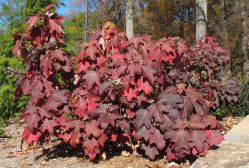 Гортензия дуболистная Бургунди (Hydrangea quercifolia Burgundy)