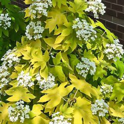 Гортензия дуболистная Литтл Хани (Hydrangea quercifolia Little Honey)