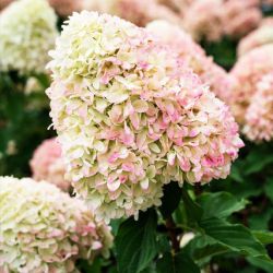 Гортензия метельчатая Саммер Лав (Hydrangea paniculata Summer Love)