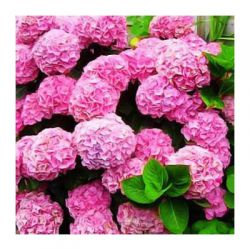 Гортензия крупнолистная Сладкий Сон (Hydrangea macrophylla Sweet dream)