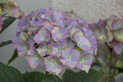 Гортензия крупнолистная Форевер энд Эвер Фантазия (Hydrangea macrophylla Forever & Ever Fantasia)