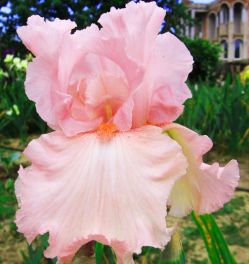 Ирис Блашинг Пинк (Blushing Pink)