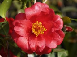 Камелия Леди Кэмбелл (camellia campbell)