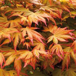 Клен orange dream acer palmatum