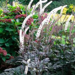 Актея Блэк Неглиже Actaea simplex Black Negligee