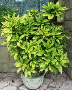 Аукуба Aucuba jap.Crotonifolia
