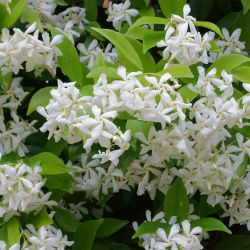Ринкоспермум жасминовидный rhyncospermum jasminoides