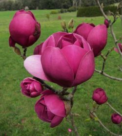 Магнолия Блэк Тулип (Black Tulip. Саженец 4 года)