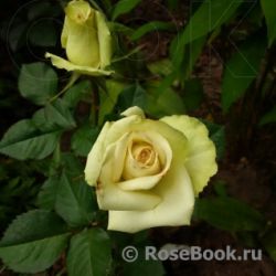 Роза Грин Ти (Green Tea)