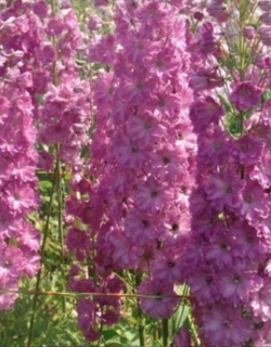 Дельфиниум Элатум Дарвинс Пинк Индульгенс (Darwin’s Pink Indulgence).