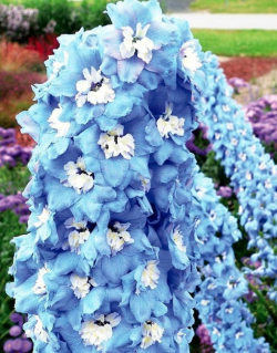 Дельфиниум М. Ф. Скай Блю Вайт (M. F. Sky Blue White).