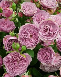 Роза Лавендер Айс (Lavender ice)