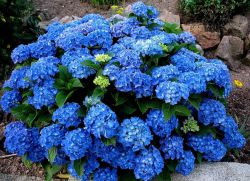 Гортензия крупнолистная Джип Блу (Hydrangea macrophylla Jip Blue)
