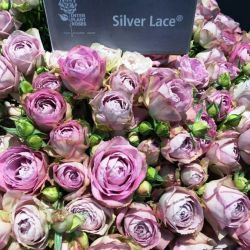 Роза Сильвер Лэйс (Silver Lace)