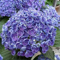 Гортензия крупнолистная Ховария Хопкорн (Hydrangea macrophylla Hovaria Hopcorn)