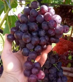 Виноград Рошфор