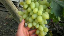 Виноград Мускат Дубовский