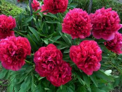 Пион Рубра Плена (Paeonia officinalis Rubra Plena)