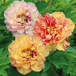 Пион Лоллипоп (Paeonia itoh Lollipop)