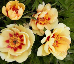 Пион Бордер Чарм (Paeonia itoh Border Charm)