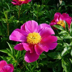 Пион Эндриен (Paeonia Adrienne)