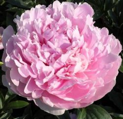 Пион Альберт Круз (Paeonia Albert Crousse)